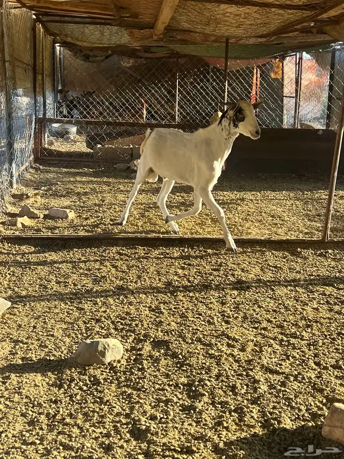 فحل جذع عمره سنه يضرب تأم 4