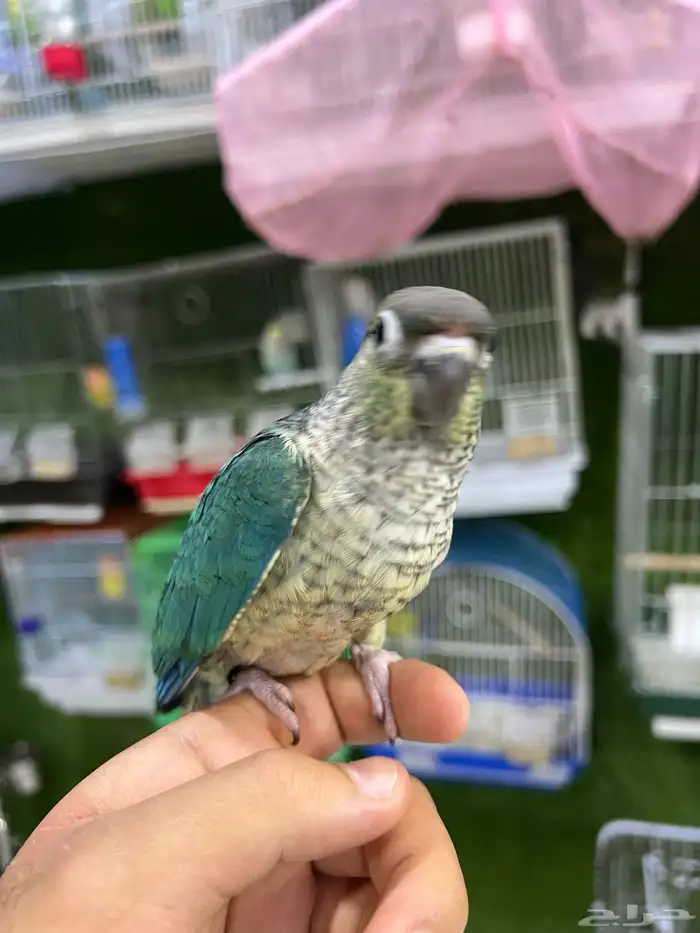 كنيور تركواز اليف هدد 1