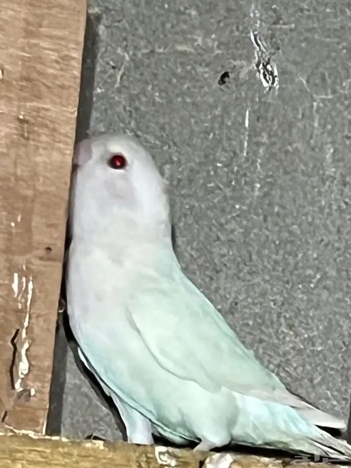 روز البينو 4 و احد ازرق 0