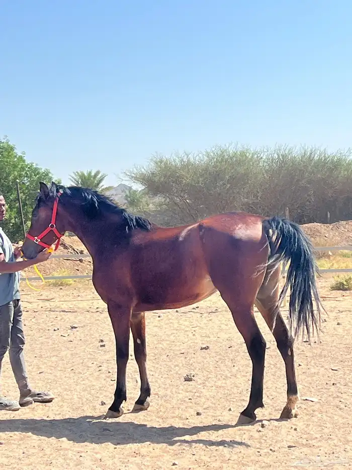 فرس شعبية   مهرتها 8