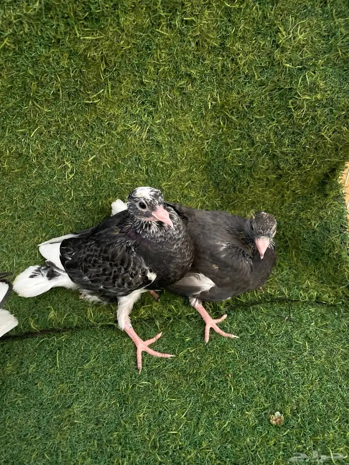 قطايف تب التب 2