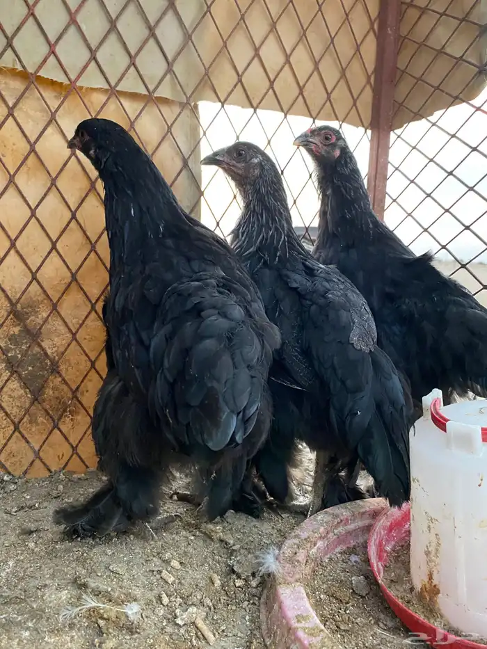 فروخ على مستوى 0