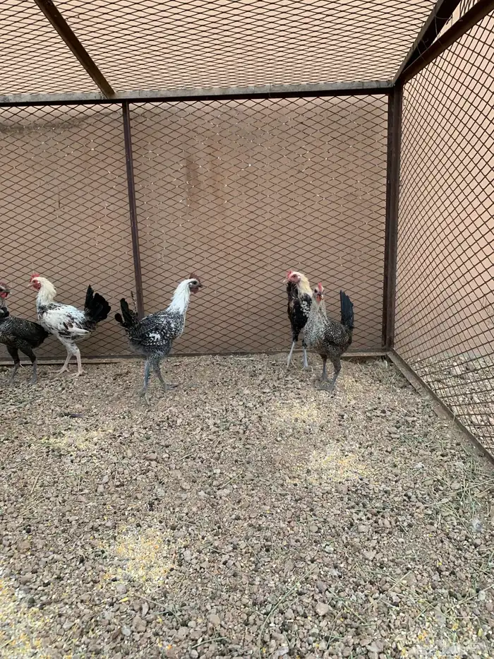 للبيع ديوك فيومي 7