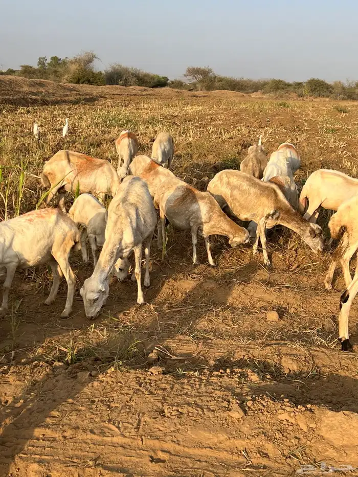 ضان العدد 40 كلها دوار واكثرها قرايب 4