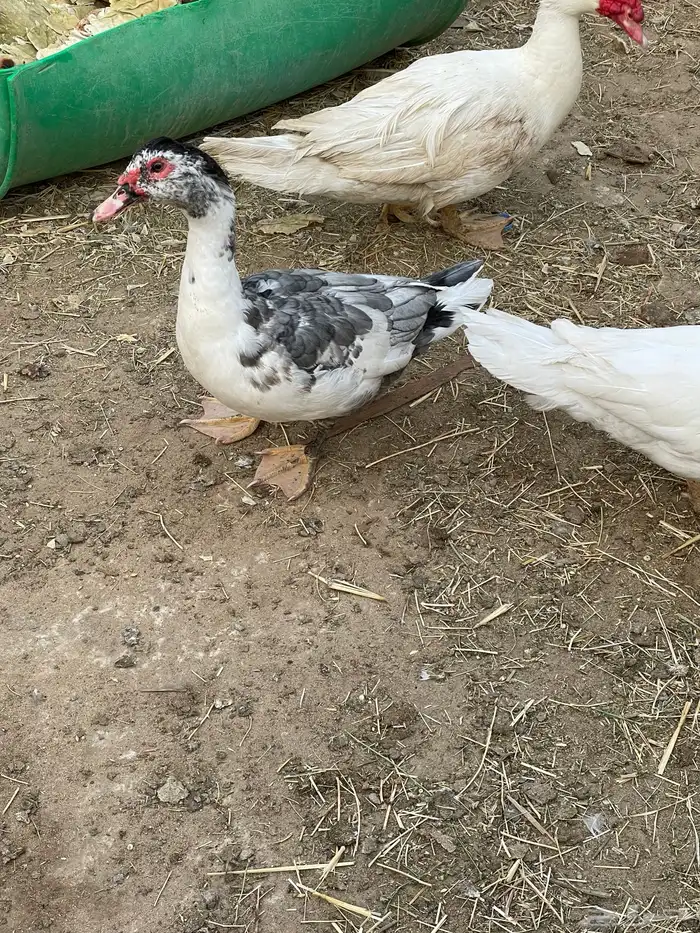 ذكور بط مصري 1