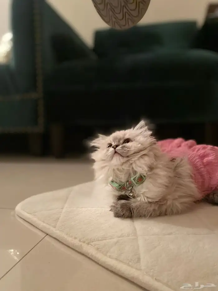 قطة هملايا للبيع 2