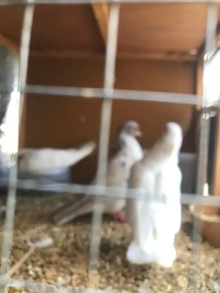 قلاب كوره الوان حلوه 3