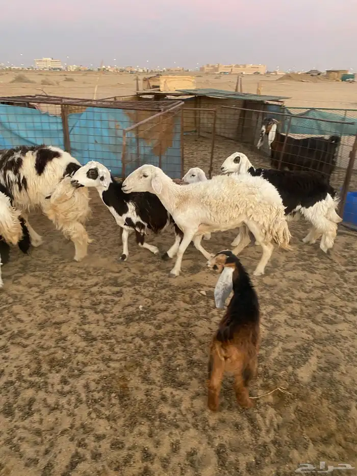 نعجه حريه سدس. نعجه حاله طيب. ونعجه شرط 0