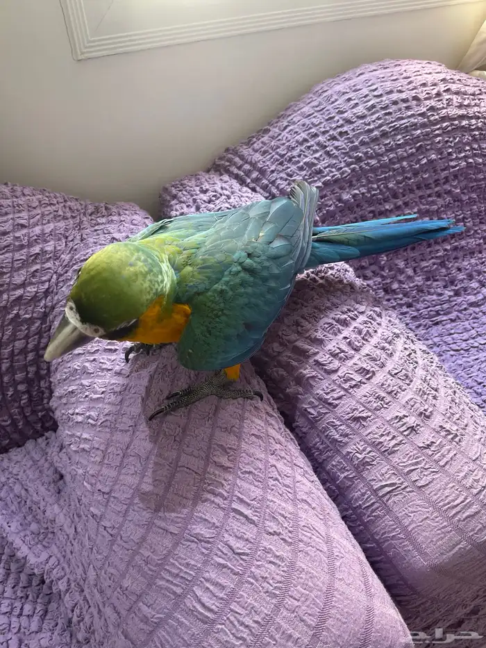 لأهل التمييز والنوادر والهدد فرخ مكاو هارلي قولد 5