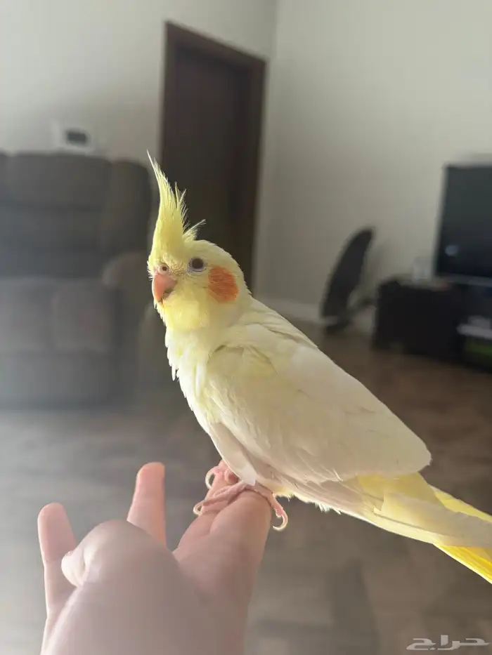 أنثى كروان لاتينيو 3