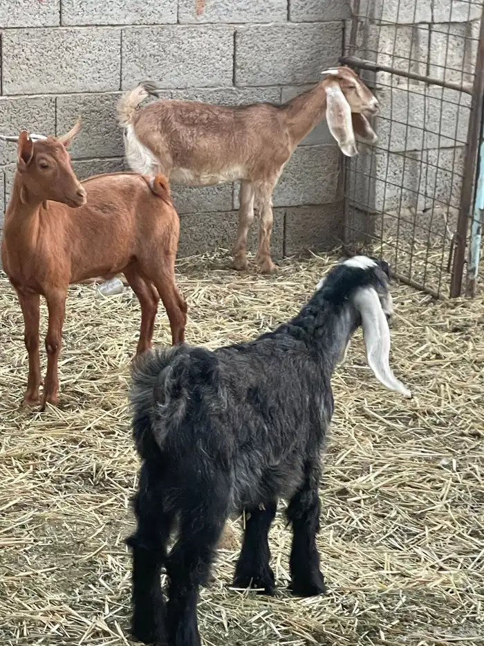 تيوس وجفرات 34