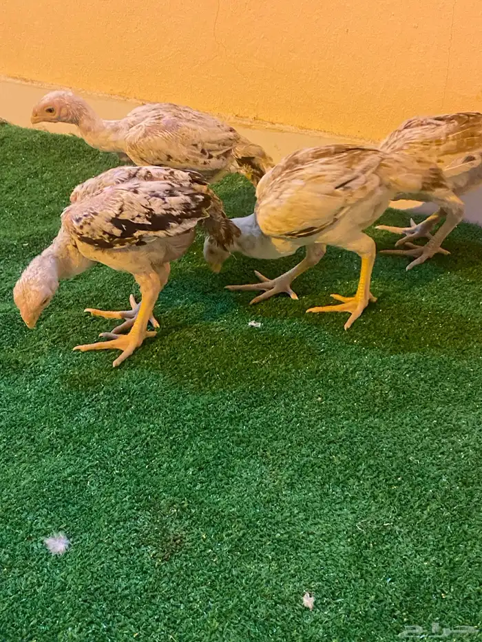 فروخ فارسي ماشاءالله من توب 9