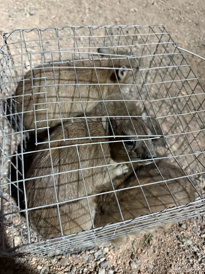 و ب ر ا ن للبيع 17