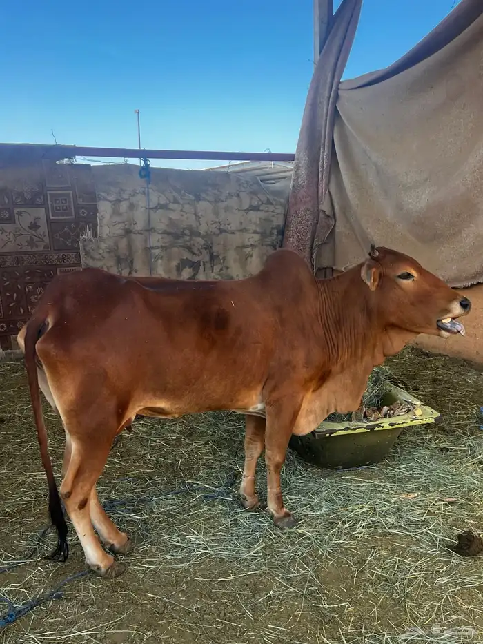 بسم الله ما شاء الله بقرة بلدي 1