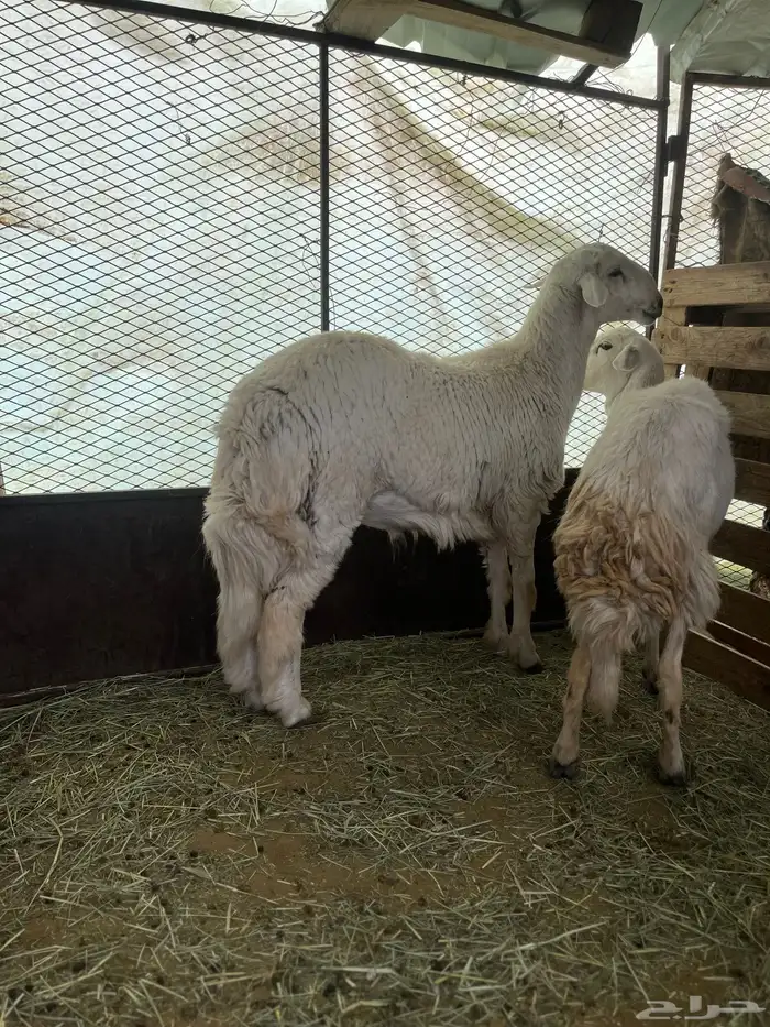 طلي فحل للبيع 1