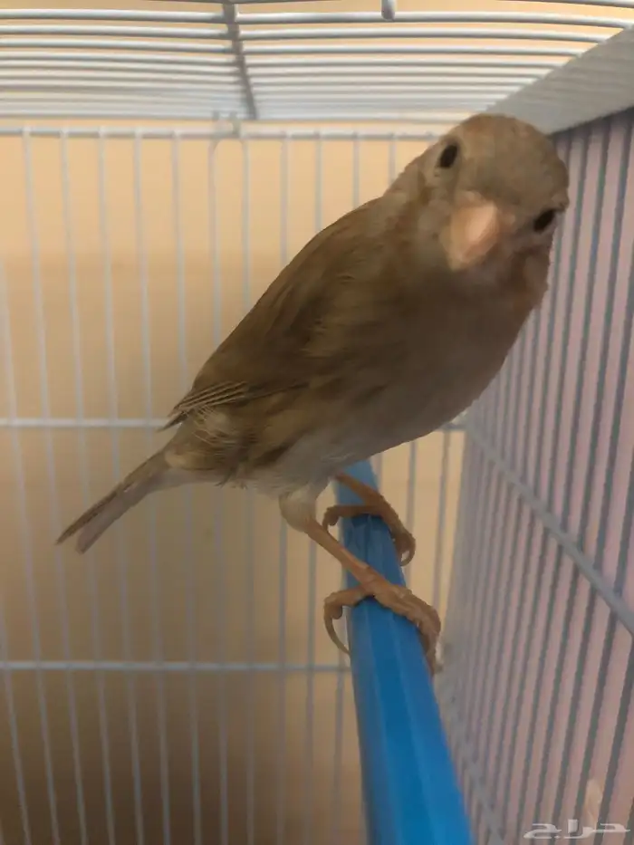 ذكر كناري سوري 0