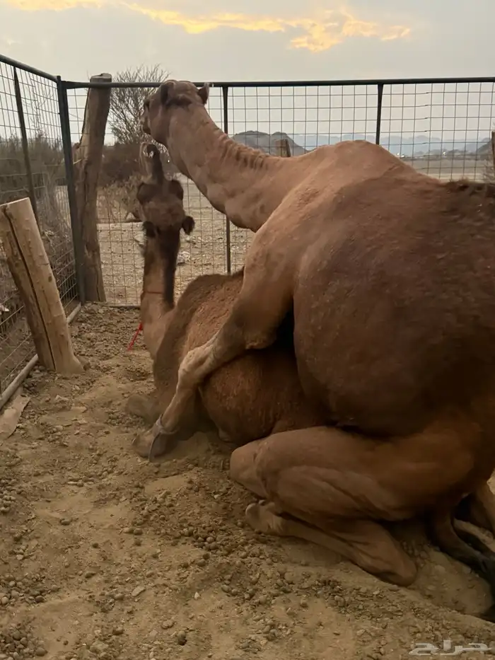 بعير حمر مشروط ضراب وعشار 14