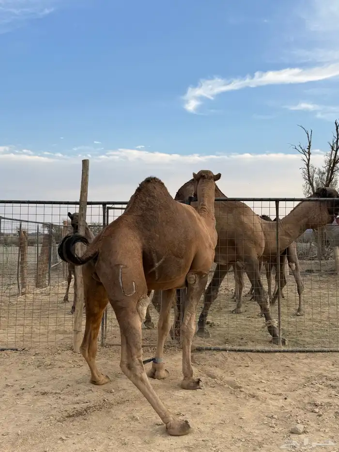 بعير حمر مشروط ضراب وعشار 23