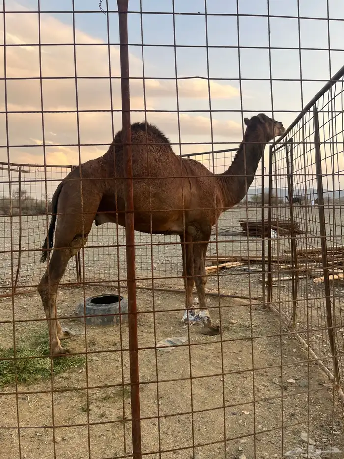 فحل احمر دم 20