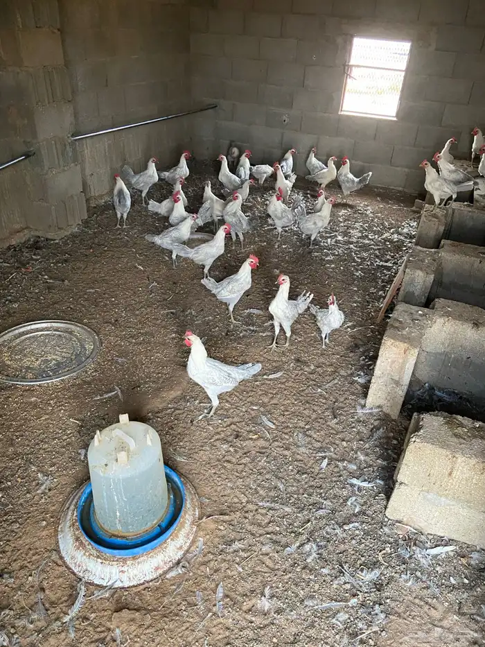 للبيع ديكه 2