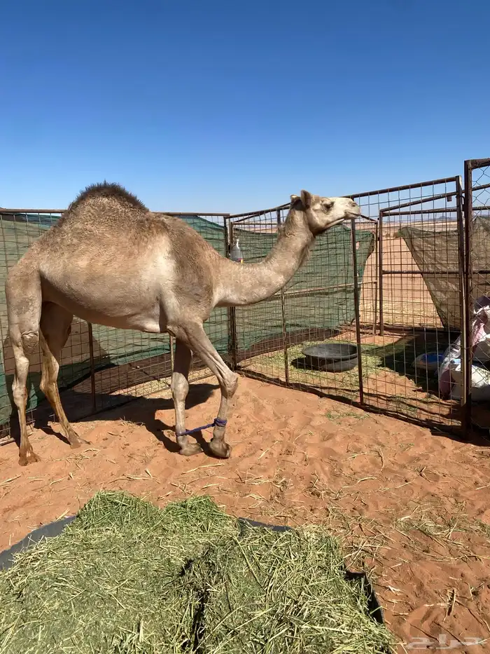 بكره ذلول لقحه 1