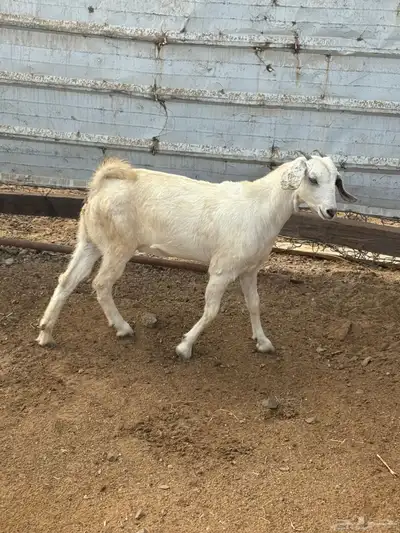 جفره بيشيه index