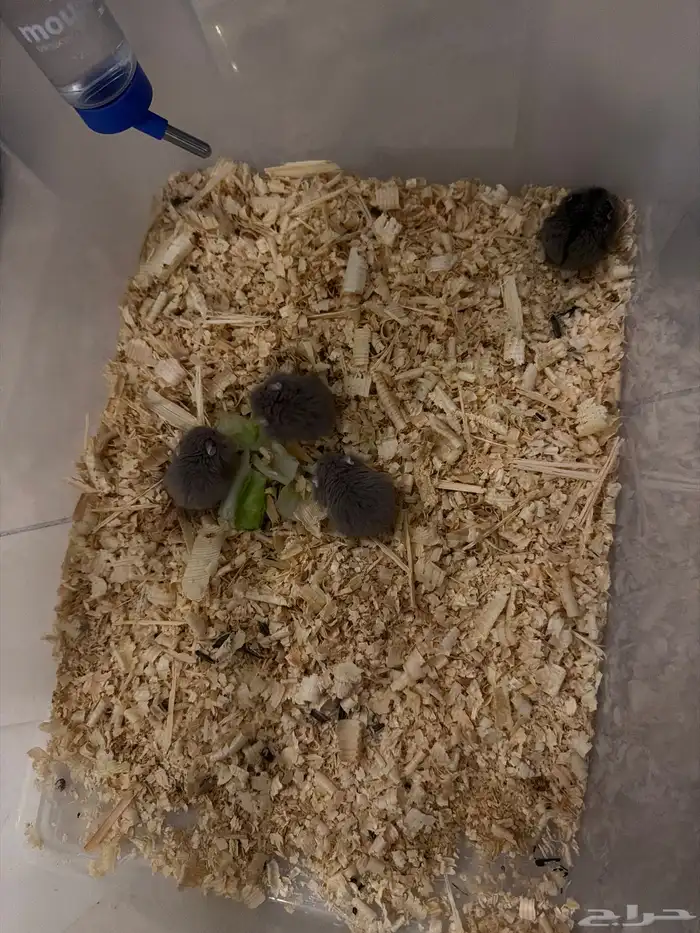 هامستر ب خمس ريال فقط 3