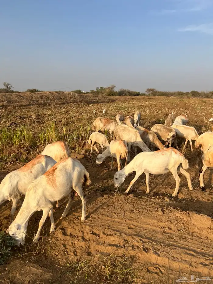 ضان العدد 40 كلها دوار واكثرها قرايب 5