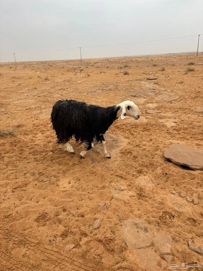 ظان مواليد أسنانها توها مسدسه ديوسها على شطر واحد معها ثلاث 1