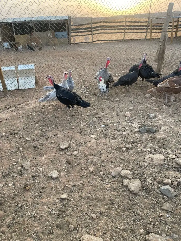 دجاج رومي ودجاج بلدي 5