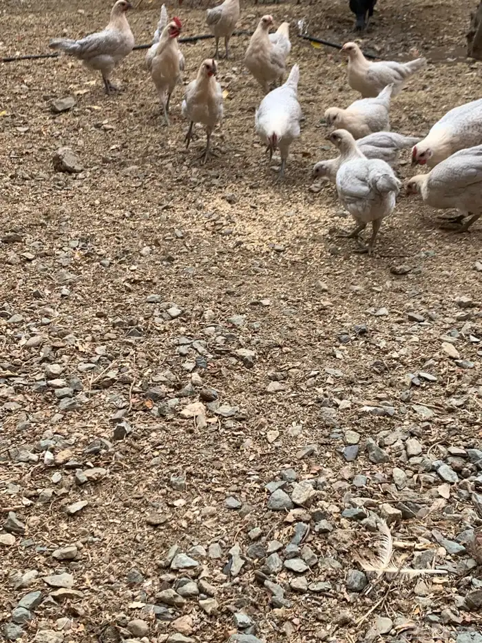 دجاج فيومي قولد ( بشاير ) 1