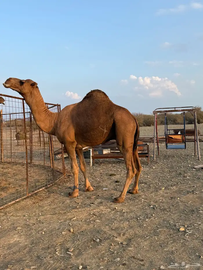 بعير حمر مشروط ضراب وعشار 0