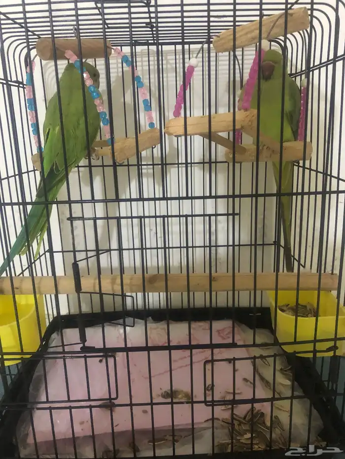 ببغاء الدره العمر. سته شهور قابل لي التفويض 0