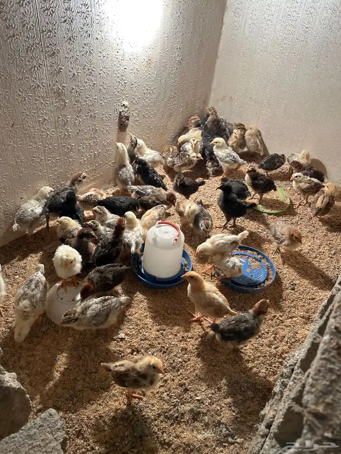 سلام عليكم صيصان 62 لا يجي إلا الصامل 0