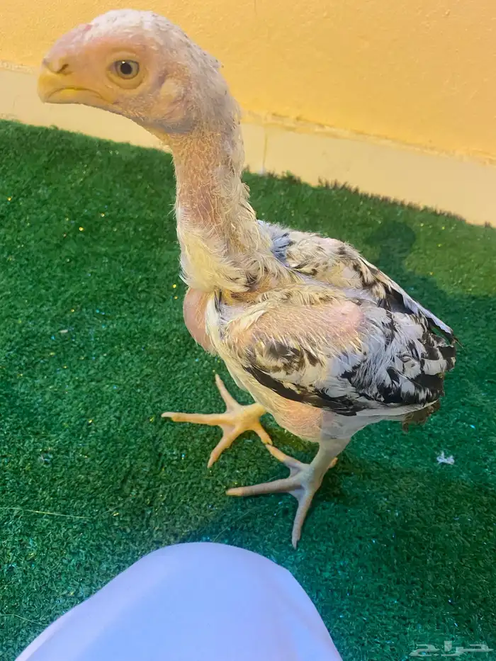 فروخ فارسي ماشاءالله من توب 2