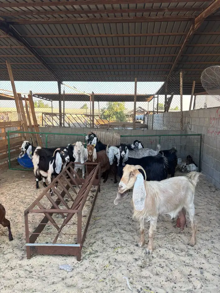 ماعز عوارض 3