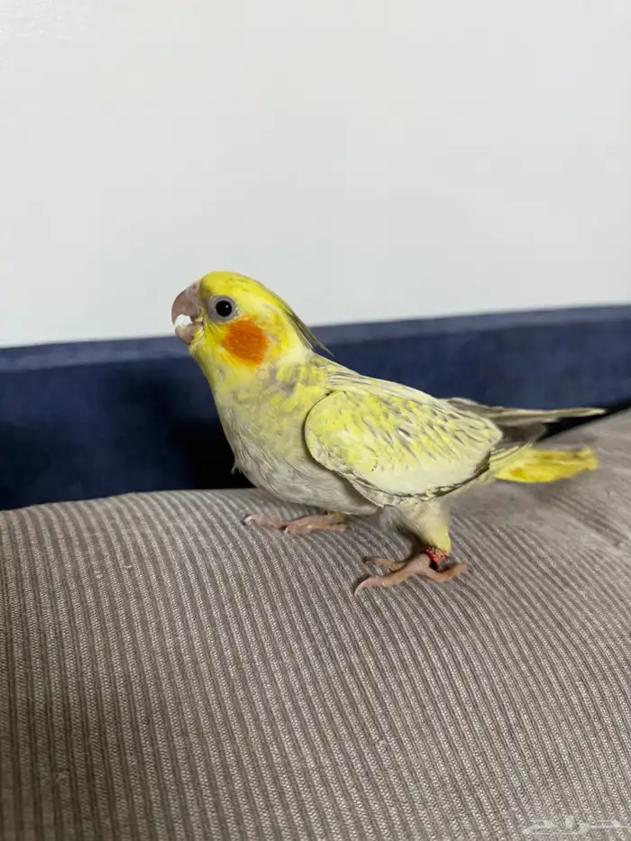 للبيع كروان فرخ عمره شهر ونص 2