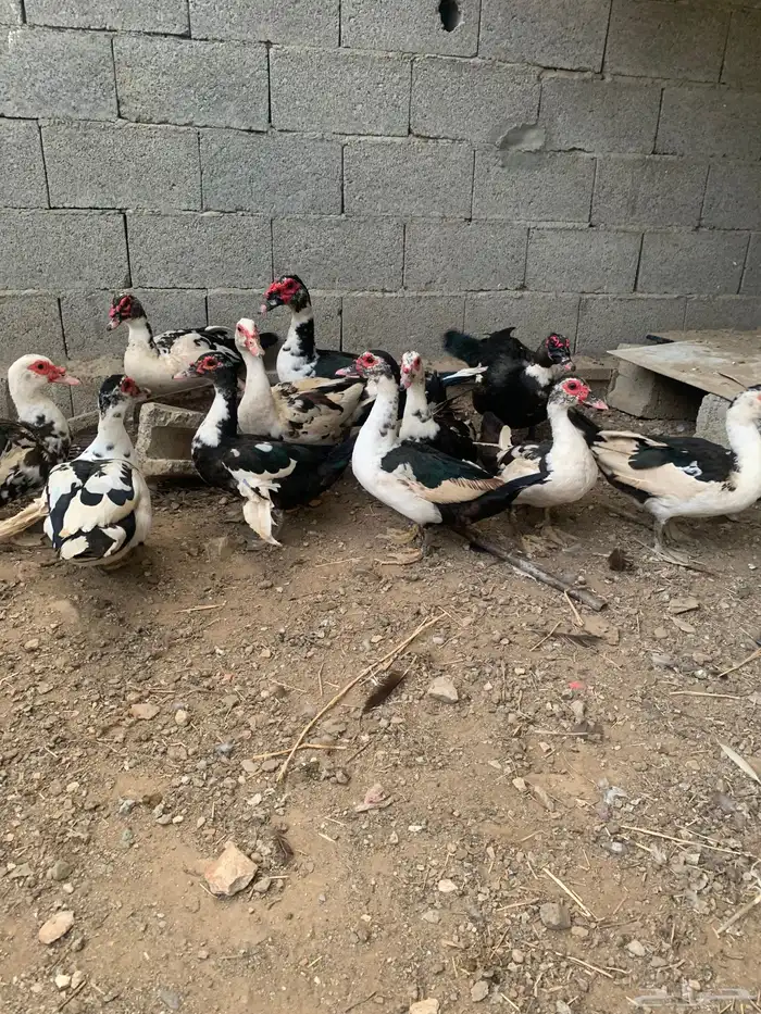 بط العدد 12 ثلاث ذكوره 3