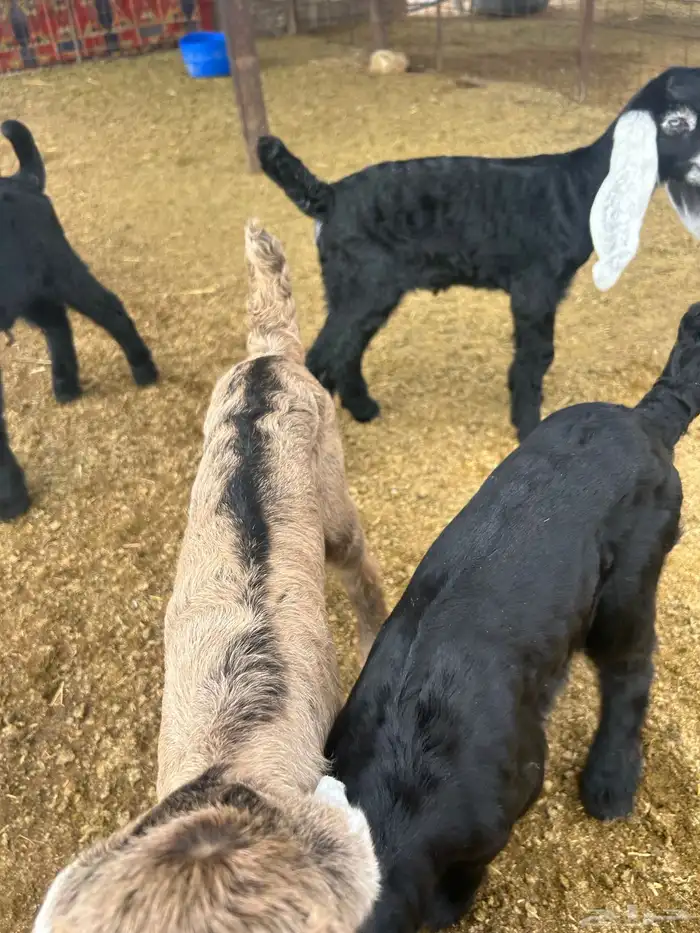 بيع معزا ولد 5