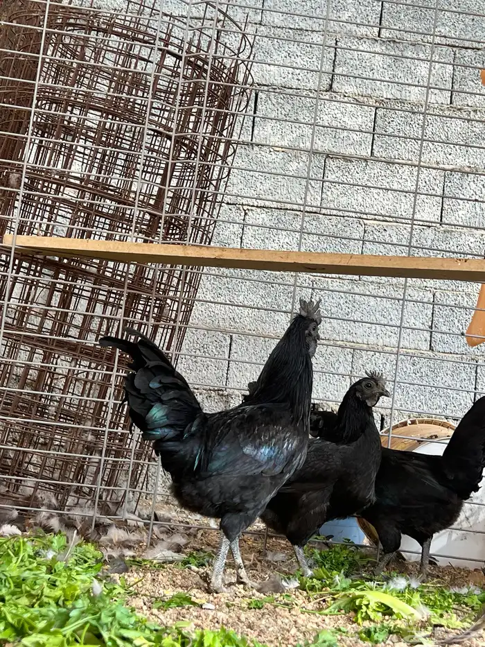 دجاج إندونيسي 2