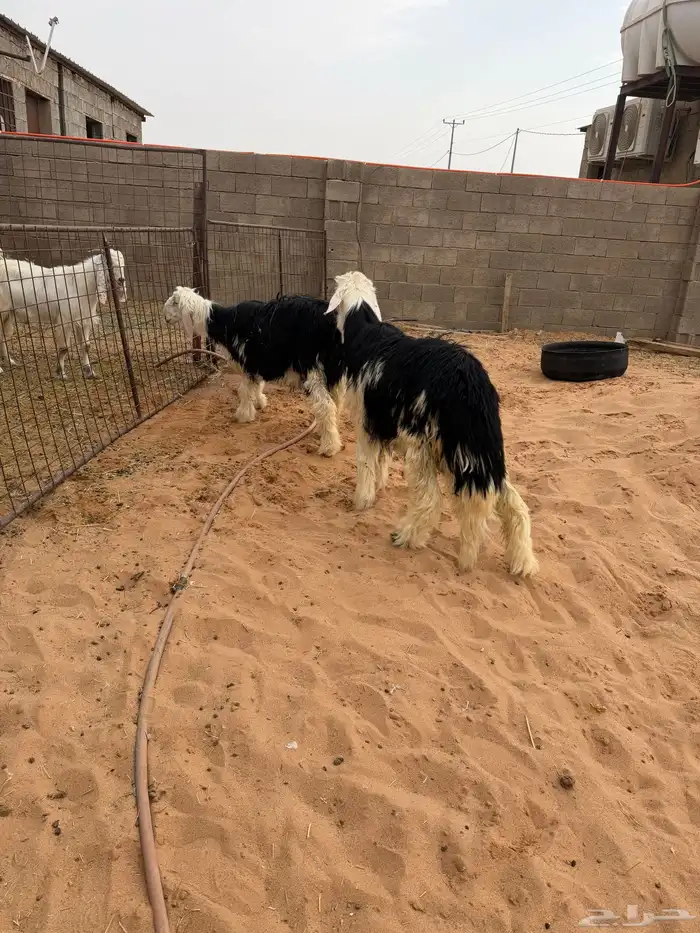 ذبايح نجد وحري 3