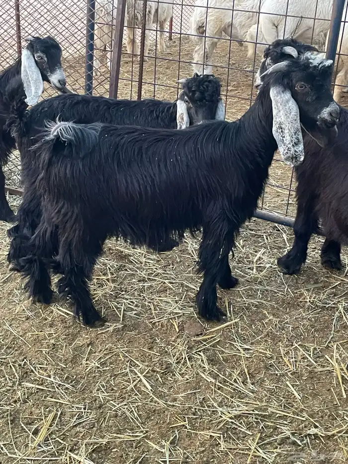 تيوس وجفرات 15