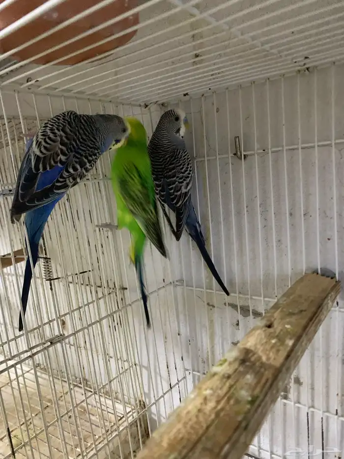 ذكور بادجي للبيع 3