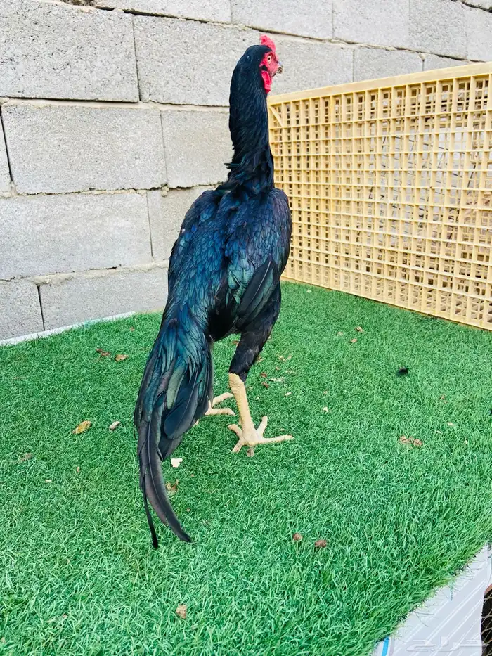 تم البيع اسال ان يبارك لمن شراء 1