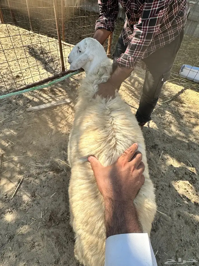 خروفين للبيع 6