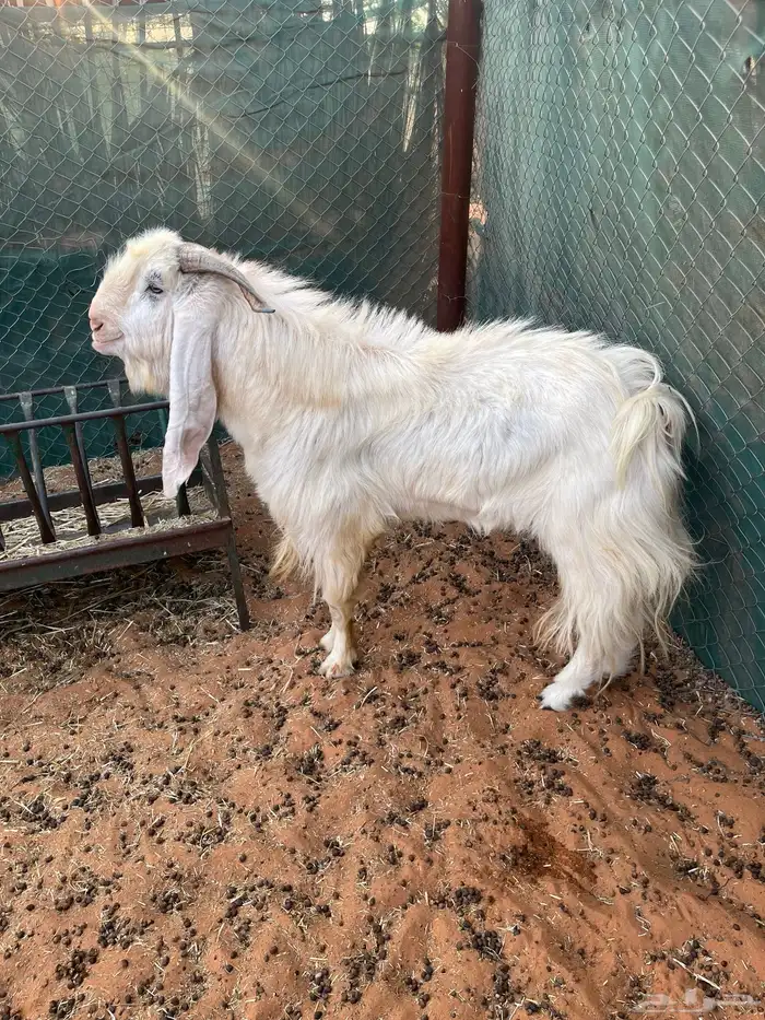 فحل تيس هولند عارضي ابرص 2