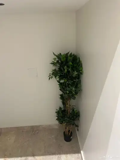 للبيع شجر زينه index