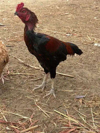 ديك بكستاني index