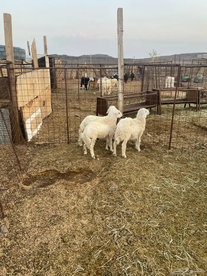 للبيع خروف ورخل حبص وخروف رفيدي 2