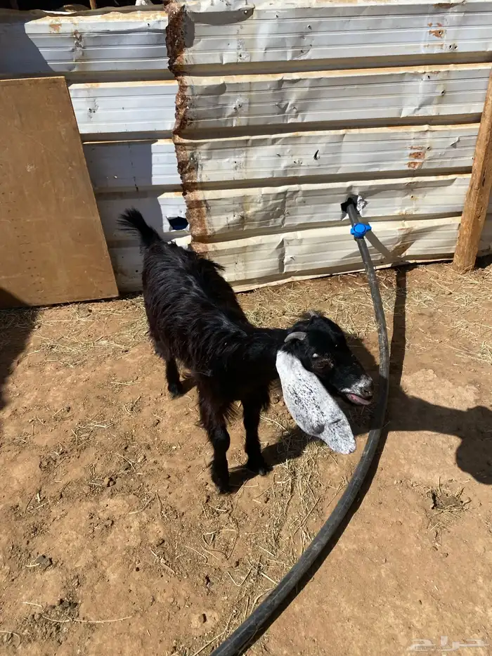 السلام عليكم اعرض عليكم جفره عارضيه 5